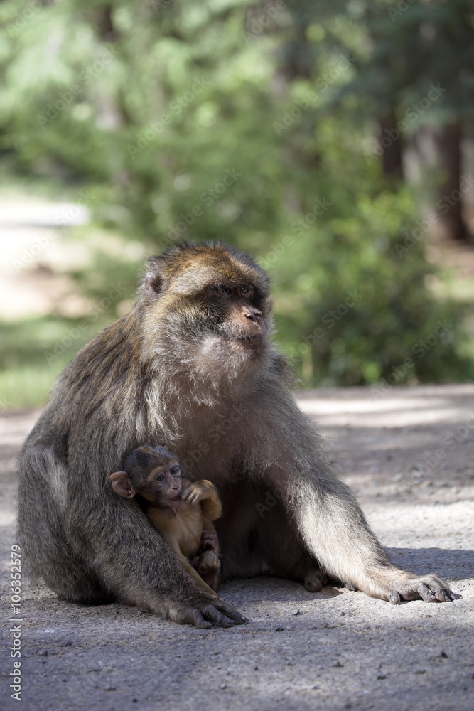 Naklejka premium female with young Barbary Ape, Macaca Sylvanus, Atlas Mountains, Morocco
