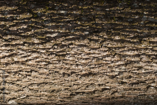 Old Wood Tree Texture