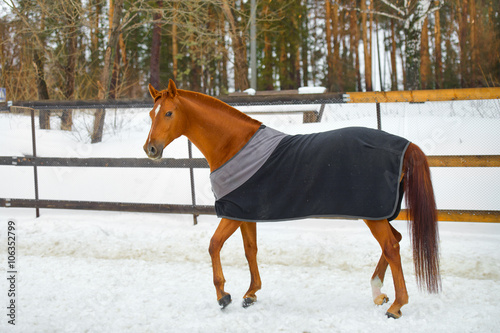 the horse in the blanket