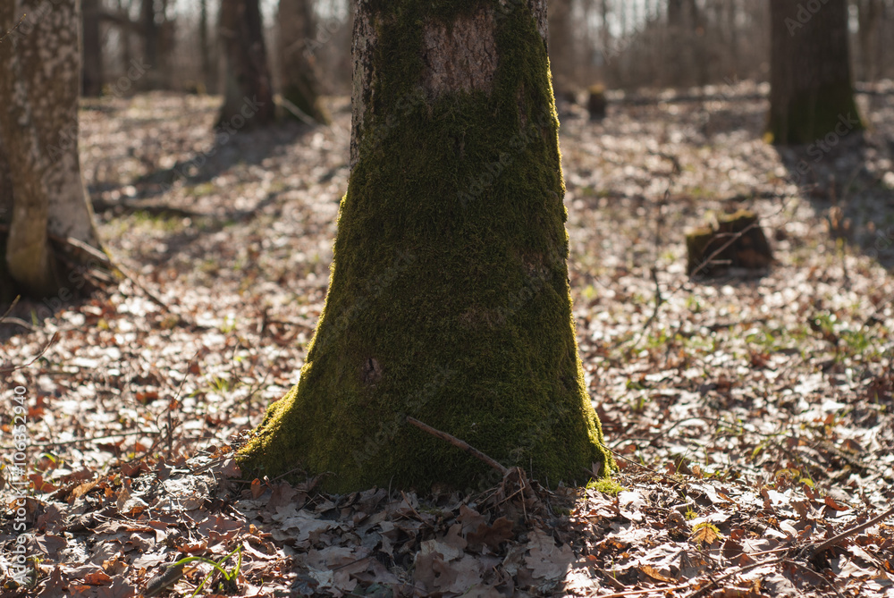 moss on a tree in the forest