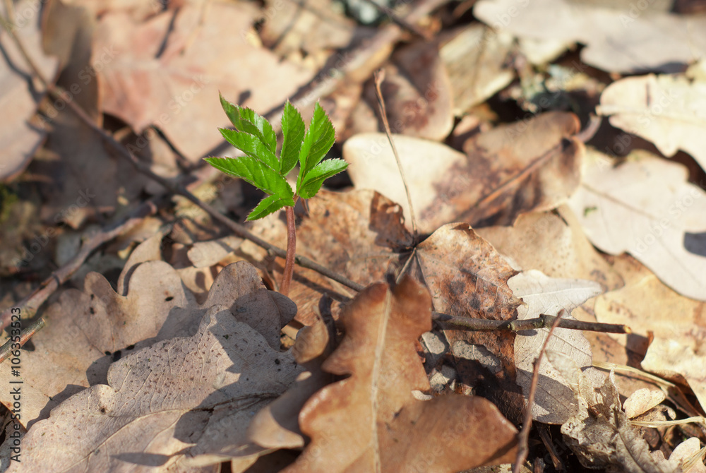 Lonely young plant sprout in spring forest under the sunlight,