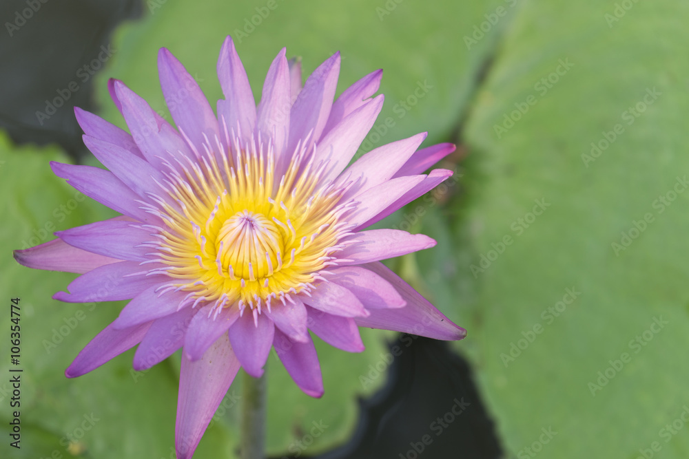 Lotus flower