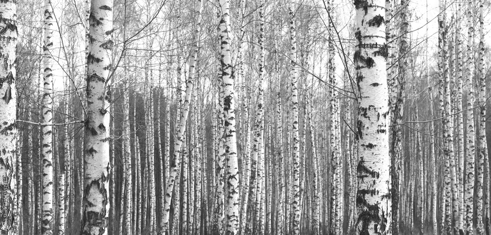 Trunks of birch trees,black and white natural background