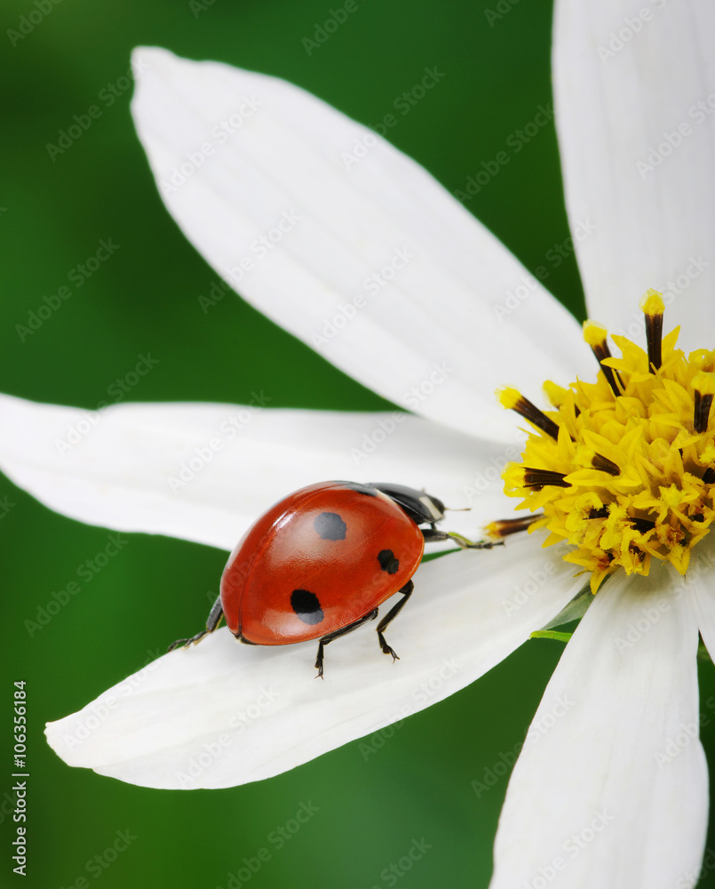 Naklejka premium Ladybug and flower