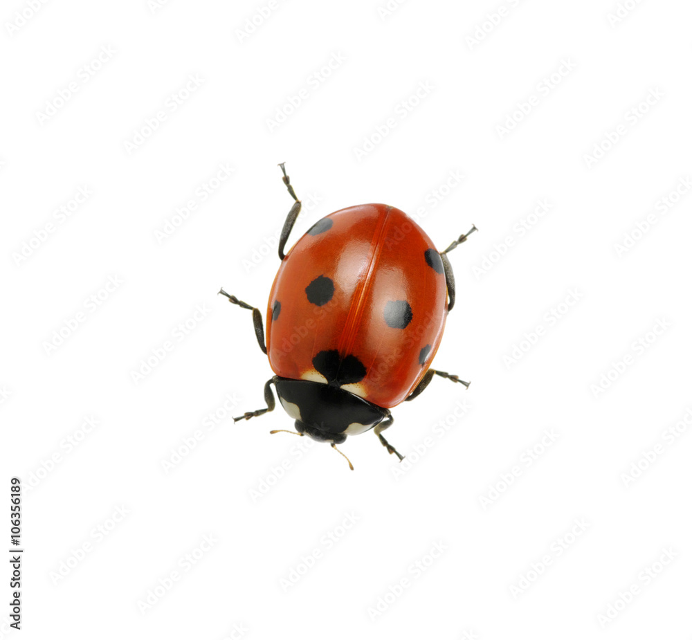 Ladybug isolated on white Ladybug isolated on white