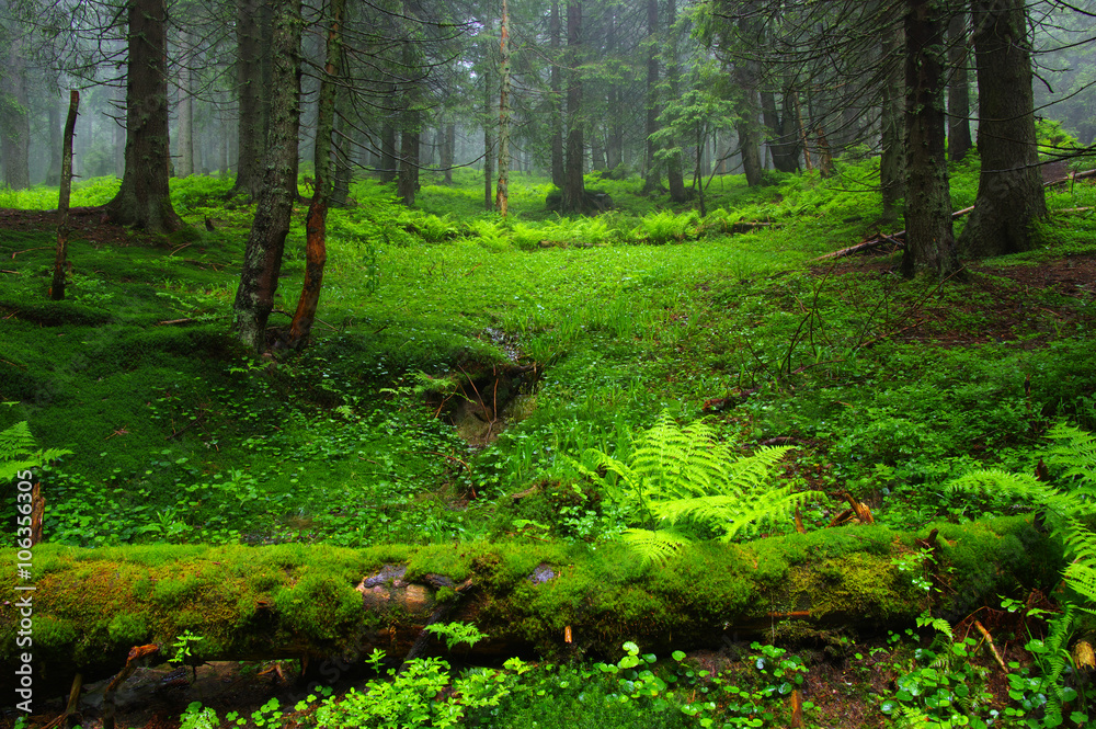 Fototapeta premium Trees in forest