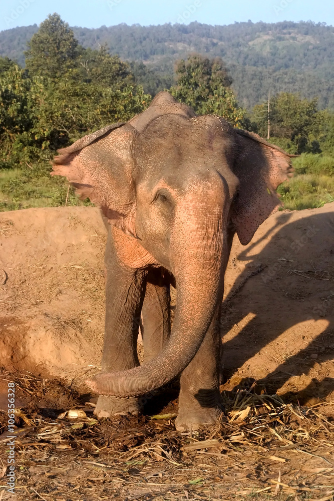 Obraz premium Working Asian Elephant Elephas maximus, Thailand