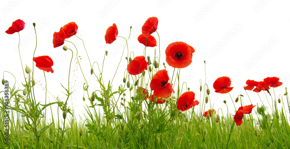 Fototapeta premium czerwone maki na białym tle