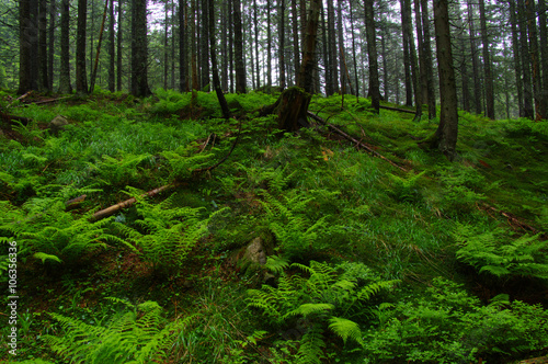 Trees in forest