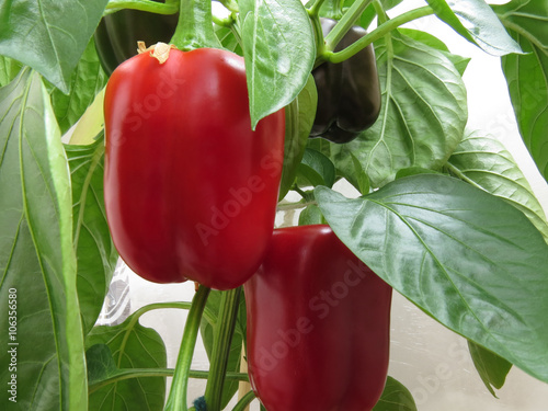 The fruit of the paprika  sing on bush