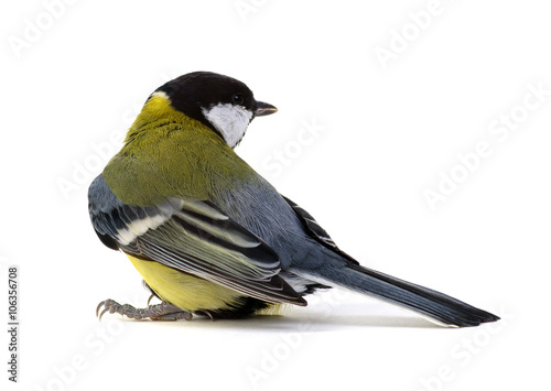 great tit