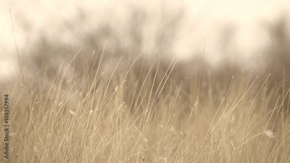 Tall grass autumn time blown by the wind