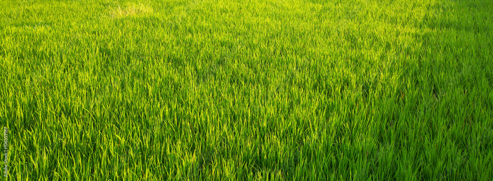 Fototapeta Panorama of green rice fields.