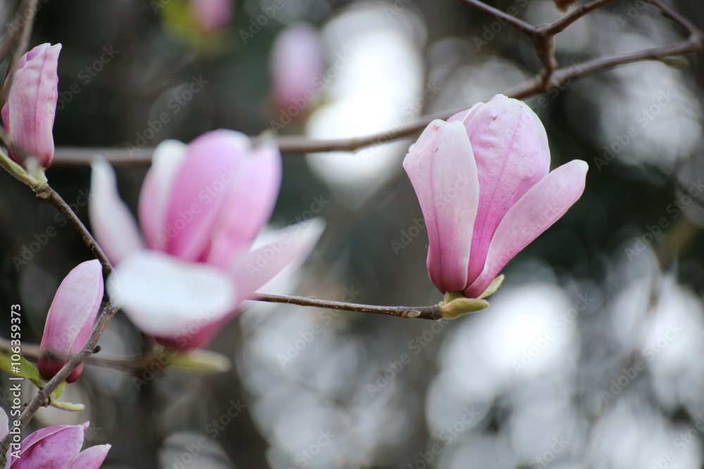 Fototapeta premium magnolia