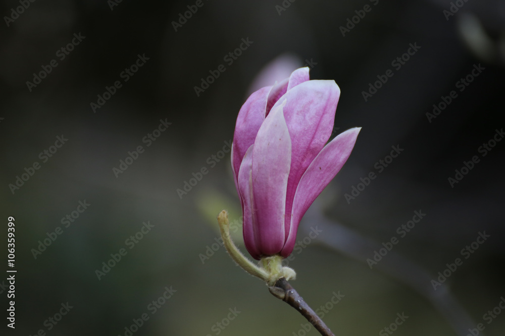 Fototapeta premium magnolia