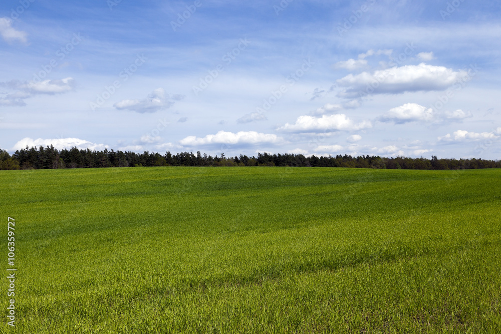 Obraz premium sprouted wheat in the spring 