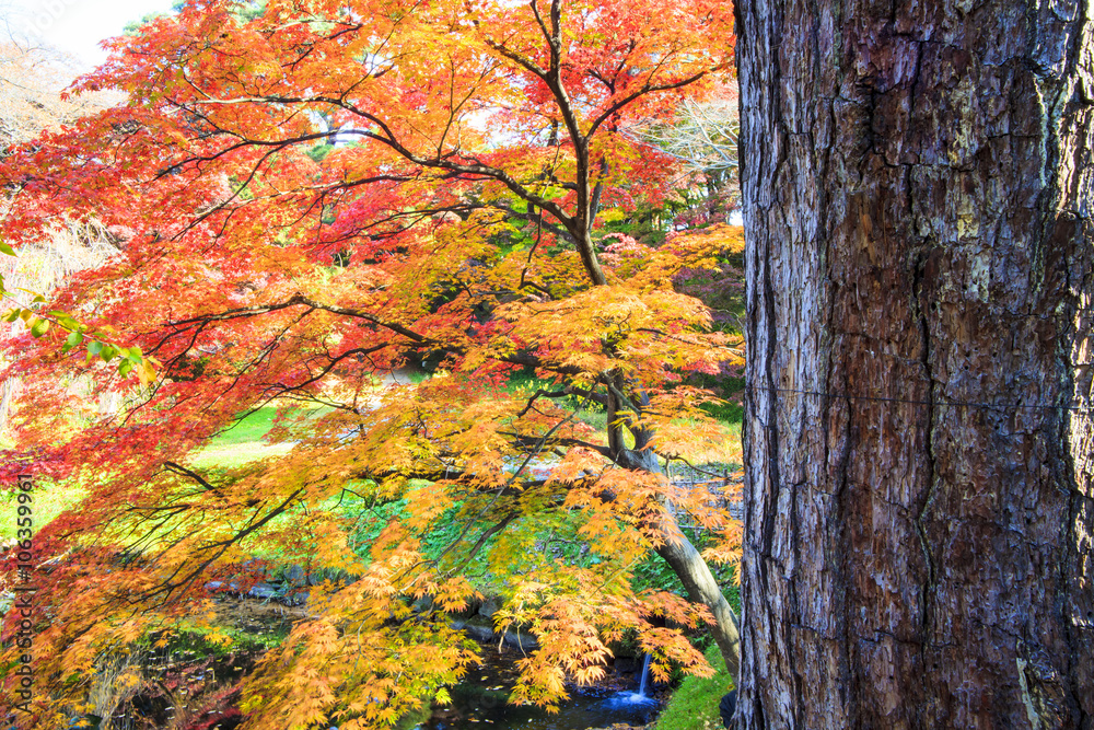 maple leaf red autumn sunset tree blurred background