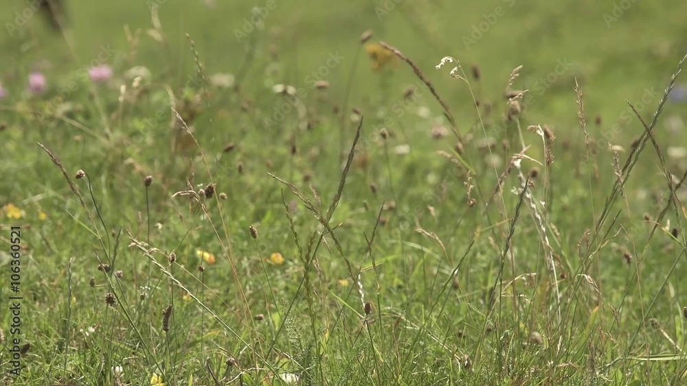 Tall grass and field flowers blown by the wind Tall grass and field flowers blown by the wind