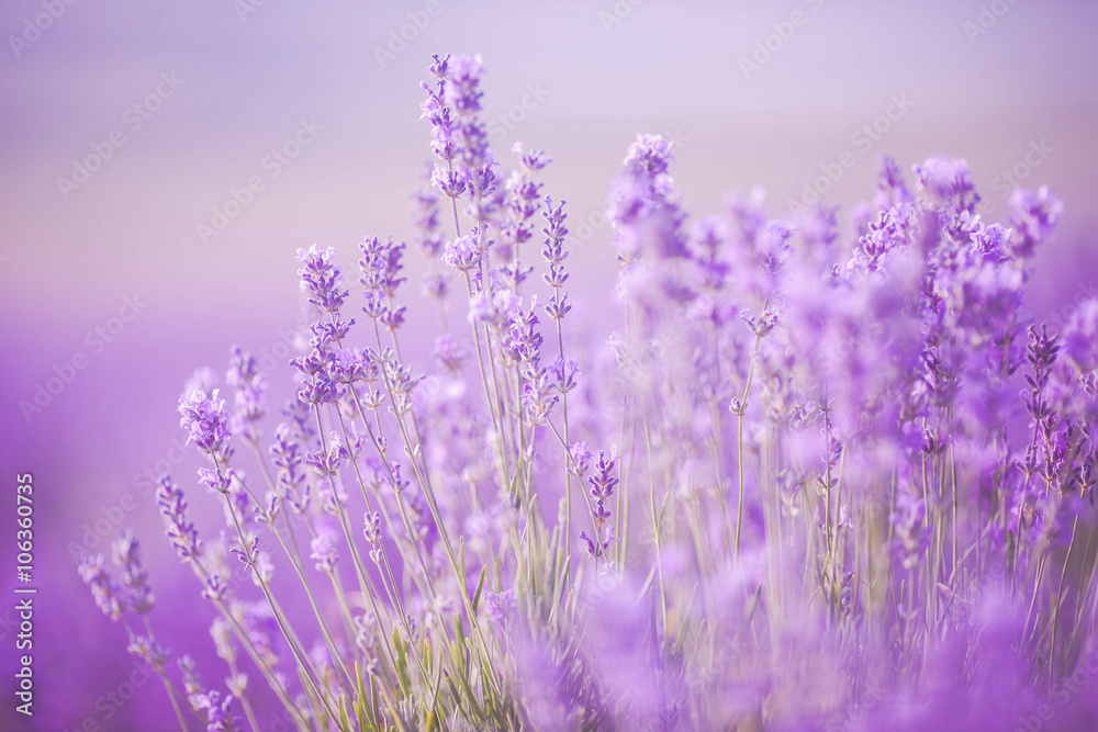 Sunset over a violet lavender field in Provence Sunset over a violet lavender field in Provence