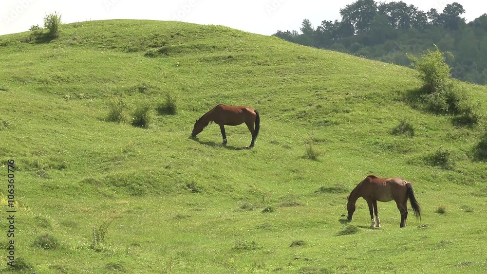 Horses grazing mountain countryside scenery Horses grazing mountain countryside scenery