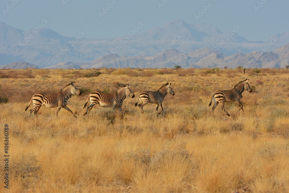 Naklejka premium Bergzebras (Equus Zebra) am Spreetshoogte Pass