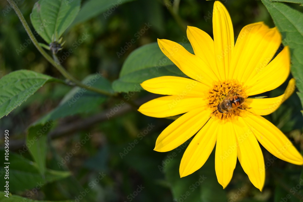 Close-up photo of a honeybee gathering nectar from yellow flower Close-up photo of a honeybee gathering nectar from yellow flower