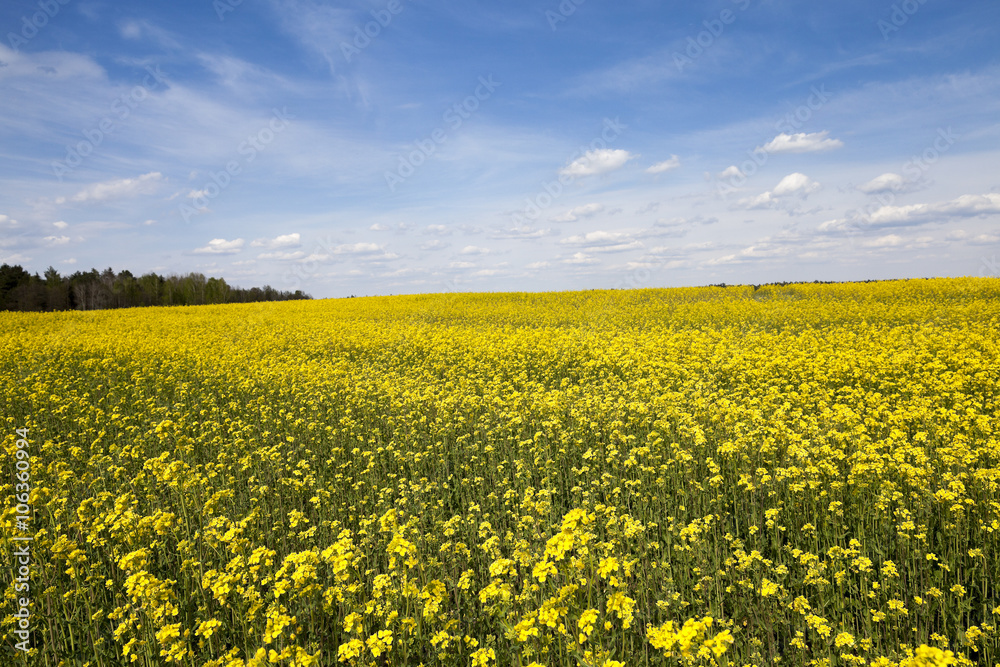 Obraz premium flowering canola. Spring 