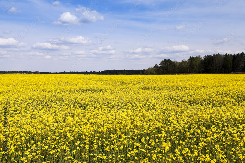 Field with rape  