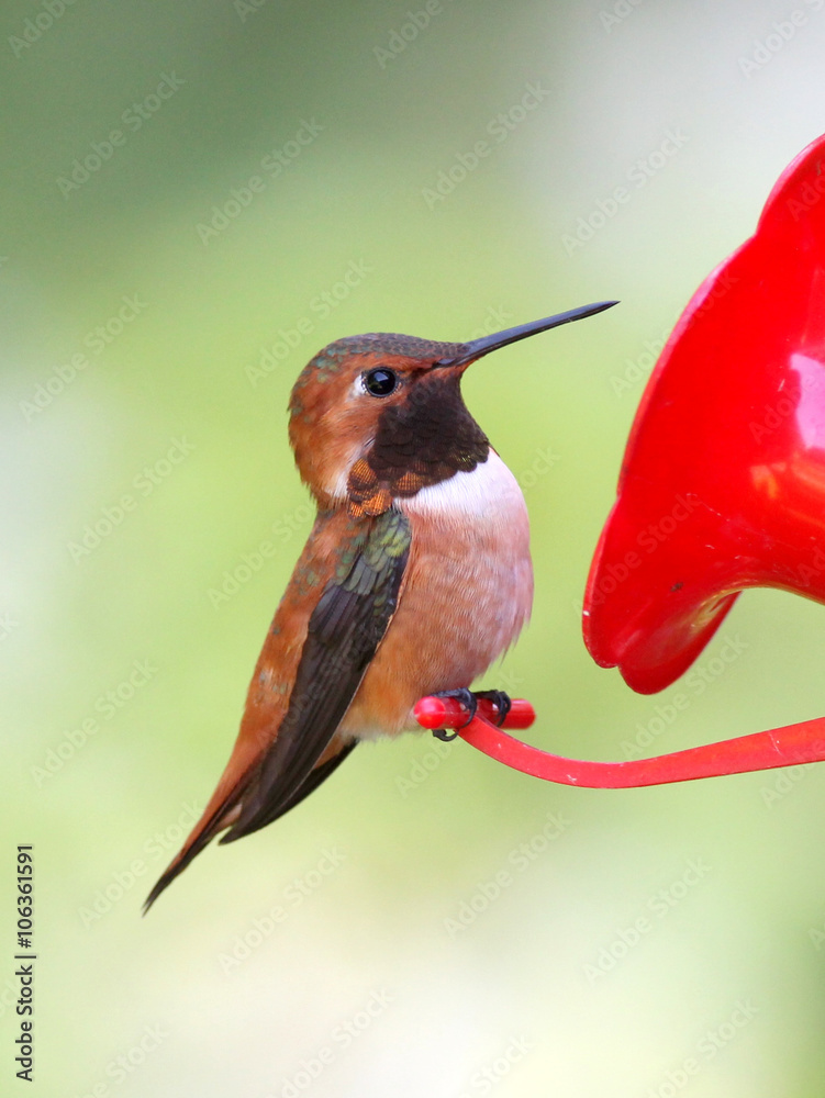 Fototapeta premium Male Rufous Hummingbird Perched on a Feeder