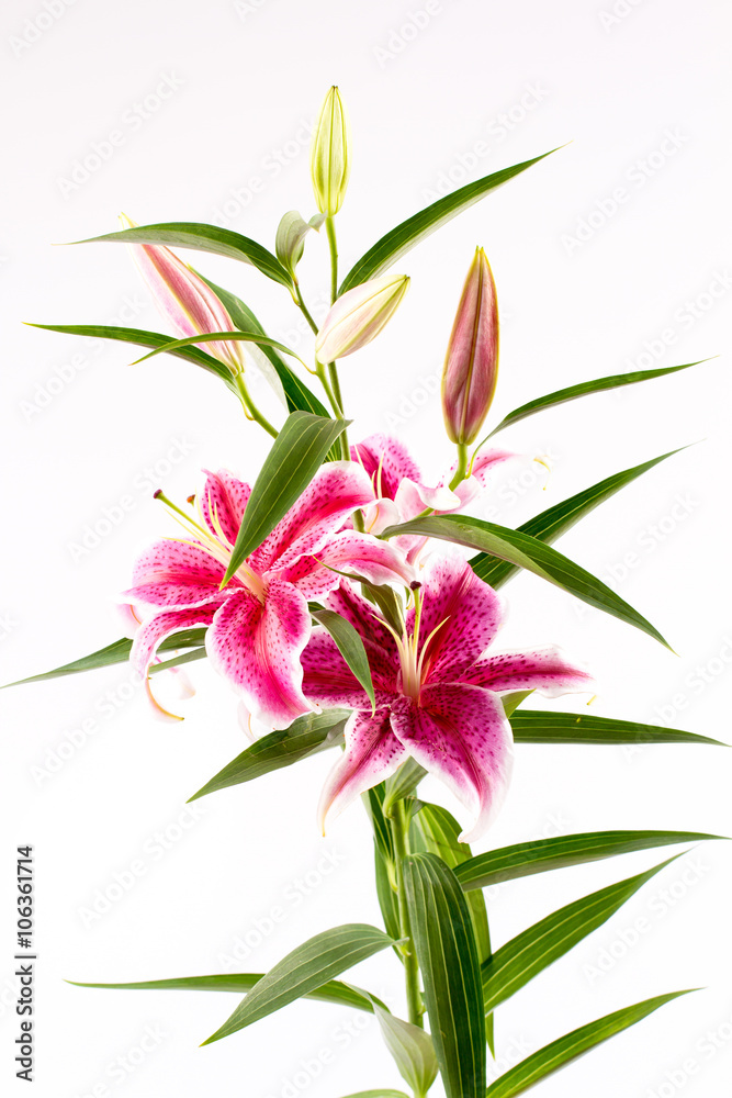 Beautiful Lily flowers isolate on white Beautiful Lily flowers isolate on white
