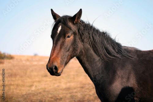 Fototapeta Naklejka Na Ścianę i Meble -  Wild horse