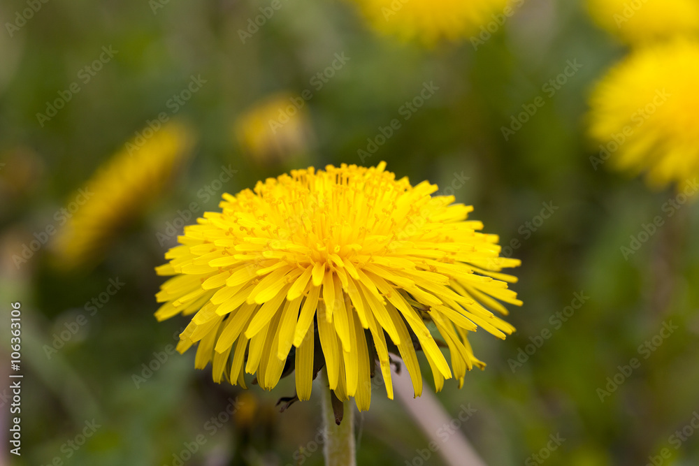 yellow dandelions close up yellow dandelions close up