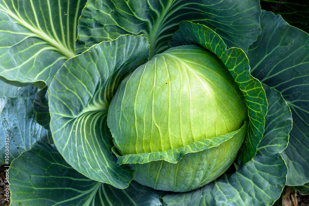 Fototapeta premium Cabbage