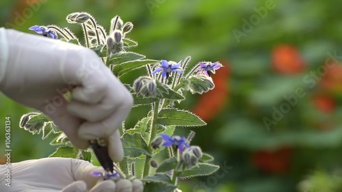 Harvesting blue edible flowers photo
