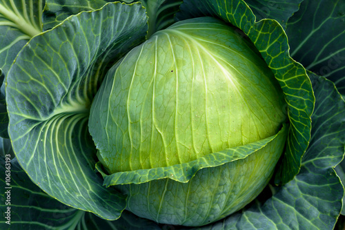 Cabbage