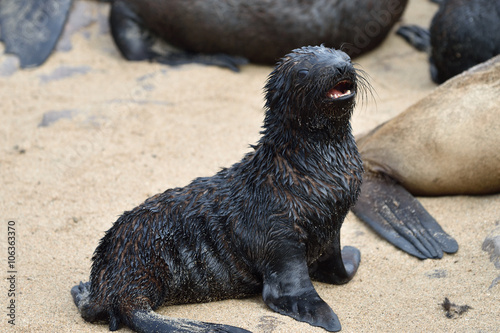 Konstfotografi Cape fur seals, Skeleton Coast, Namibia