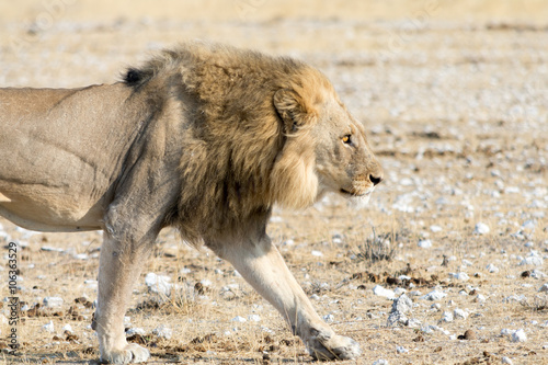 Lion on the walk through the desert