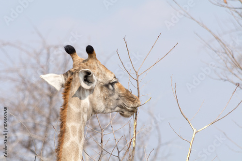 Canvas Print Hungry Giraffe looking for acacia fruits