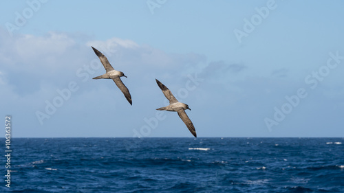 Light-mantled sooty Albatross flying.