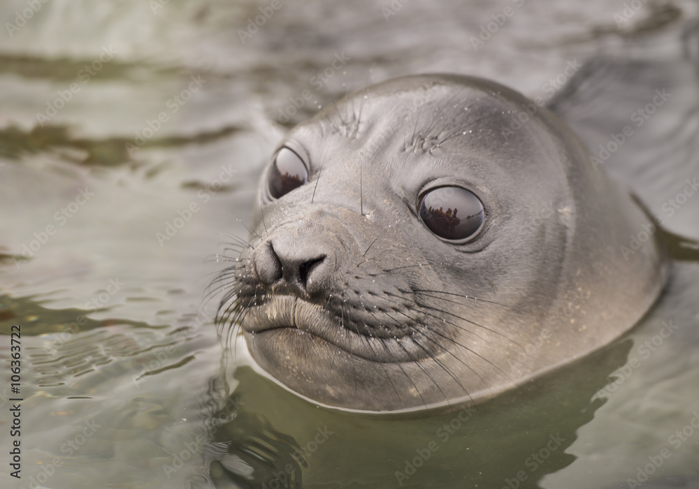 Fototapeta premium Baby Elephant Seal in the waer South Georgia