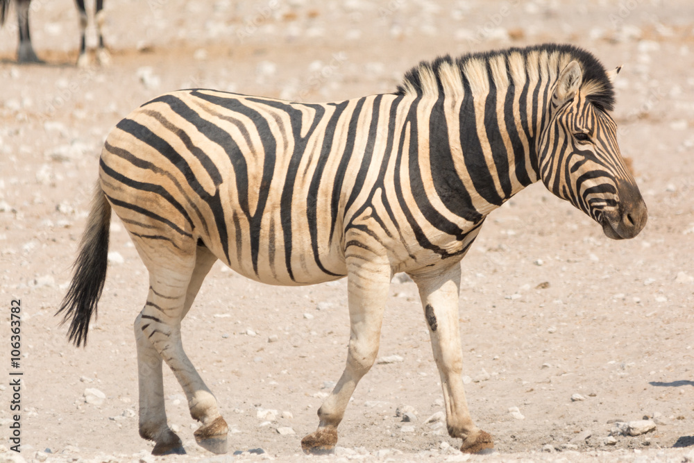Zebra in Etosha National Park, Namibia Zebra in Etosha National Park, Namibia