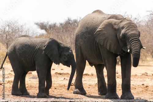 Group of elephants near waterhole
