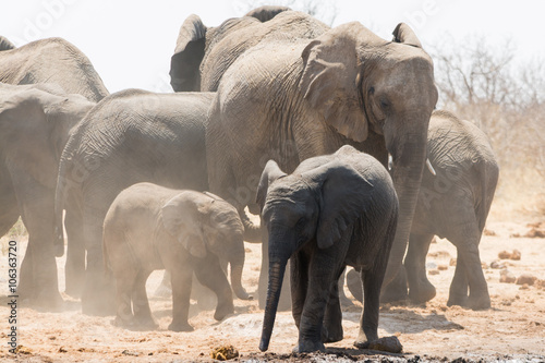 Group of elephants near waterhole