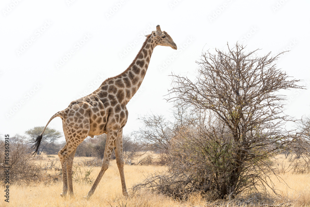 Obraz premium Giraffe