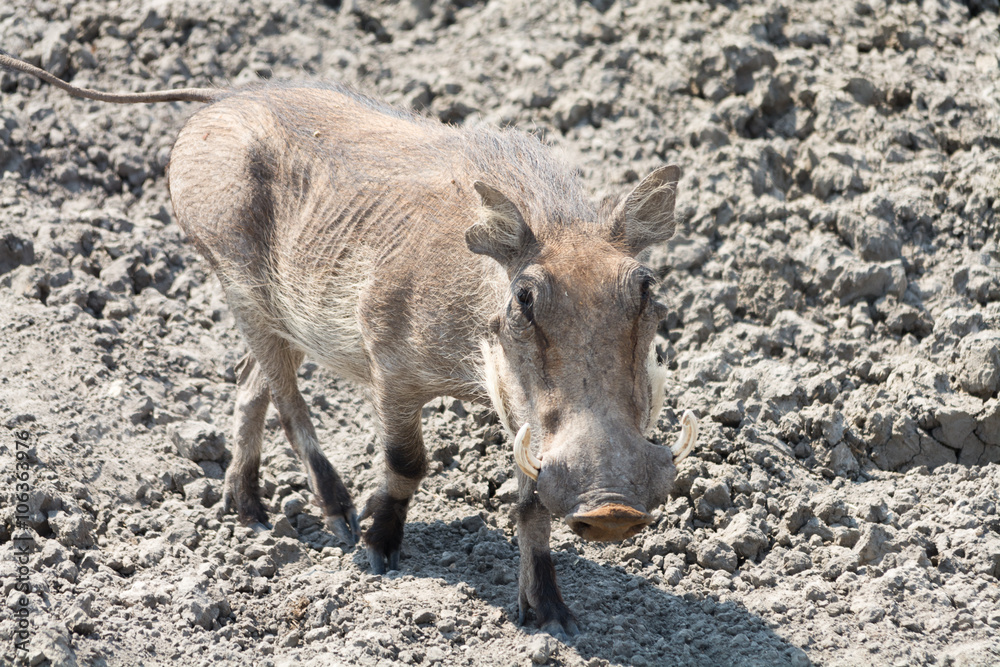 Fototapeta premium Warthog
