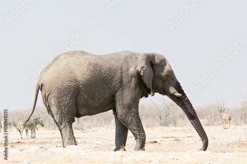 Lonely Elephant at waterhole