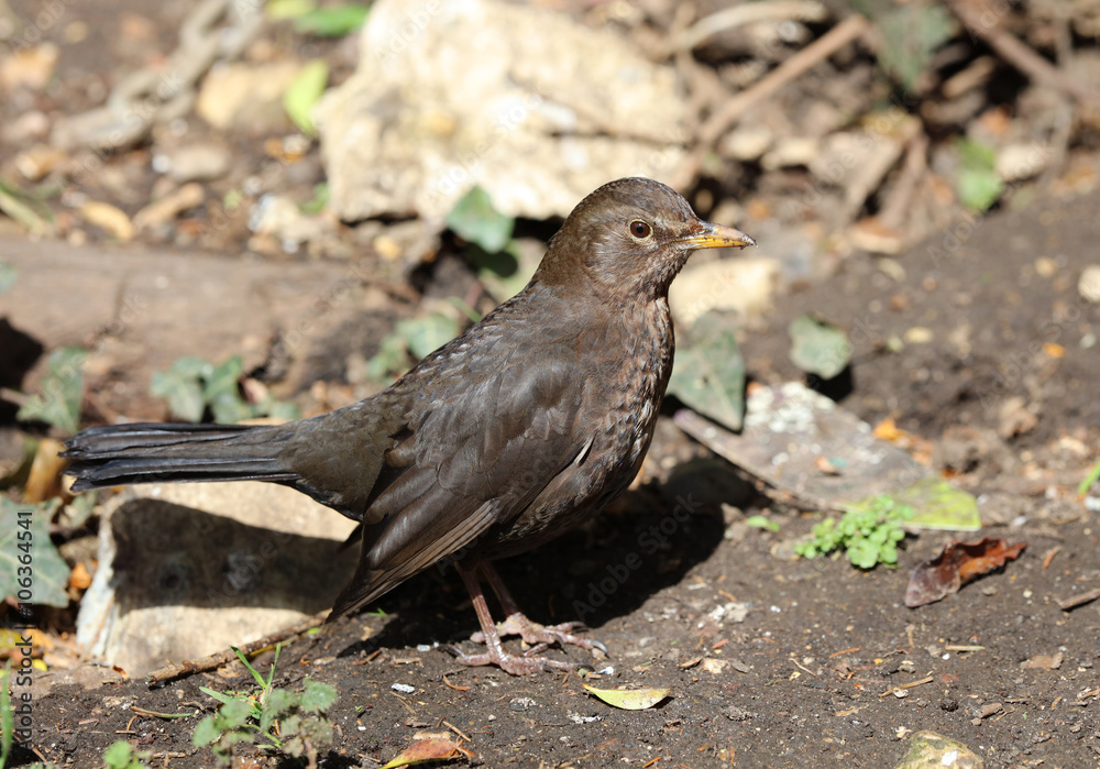 Close up of a female blackbird Close up of a female blackbird