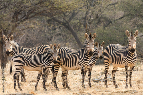 Group of Zebras, looks like family picture
