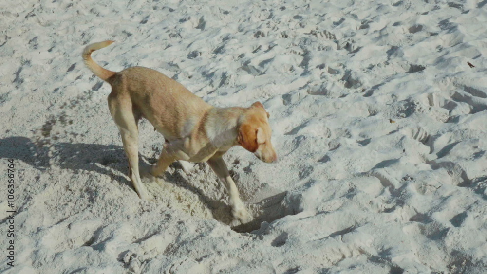 slow motion video of a funny dog digging a hole on the beach. wide shot full hd footage.
slow motion video of a funny dog digging a hole on the beach. wide shot full hd footage.
