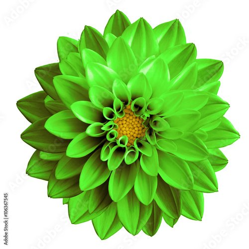 Surreal dark chrome green flower dahlia macro isolated on white